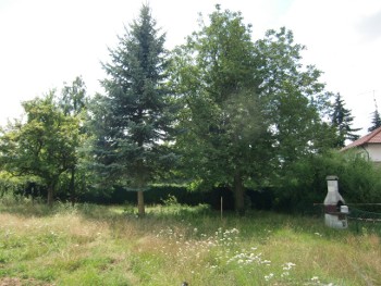 Alte Bäume auf dem Baugrundstück