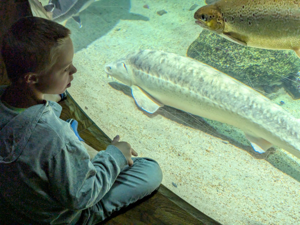 Ozeaneum in Stralsund